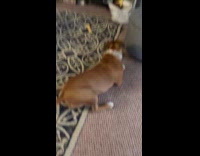 Boxer dog plays toy roll on floor