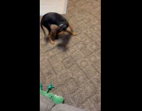 Puppy play and chase blue laser dot