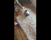 Pet dog on top of a boy covered with the carpet