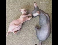 Grey sphynx cat kitten play brown carpet 