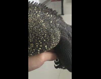 Guy hold large lizard sailfin dragon indoor