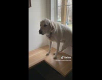 Couple builds a bench for their dog 