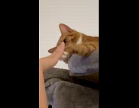 Cat places paws on top of filmers hand