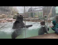 Two brown bears swim beside viewing glass part 1