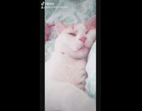 Cat brown collar lays down blue blanket