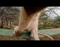 Curious monkey grabs the camera while filming