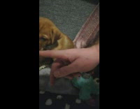 Brown puppy dog lays down tired guy