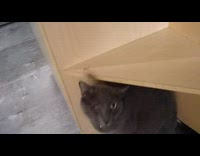 Grey cat green collar one eye shelf