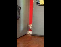 Dog peeking through bedroom door 