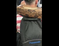 Pt. 2 Boa snake wraps around mans shoulders and neck while woman pets it on subway train