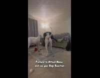 Couple Pranks Dogs as they Sit on Floor