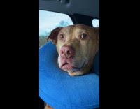 Dog still high from anesthesia after surgery