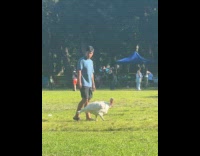 Man walks white turkey at the park