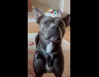 Dog barks and sounds like Roo Rum