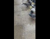 Pigeons eat rice on sidewalk ground 