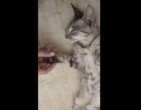 Girl pets grey kitten cat brown towel