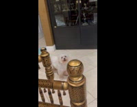 Dog howls loudly after hearing own video