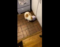 Cat tries to get purple box off