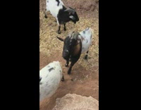 Goat sneeze or fart sound funny reaction