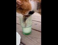 Cat dip paw in glass of milk