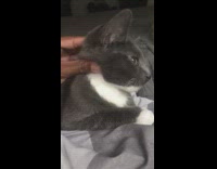 Grey cat get talk and pets 