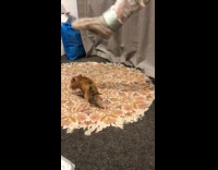 Brown piglet play bite sock of woman