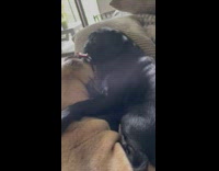 2 pug dogs kiss each other on couch 