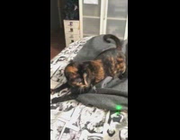 Cat chases green laser around bed 