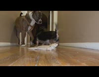 Small black dog barks at big dog too close to lizard