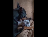 Doberman cobbing French Bulldogs neck
