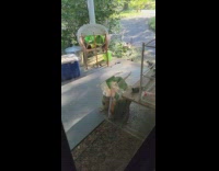 Collab DailyDoseOfInternet - Two squirrels messy tool shed tries to get inside house