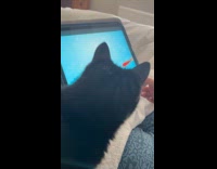 Cat touch tablet screen with goldfish