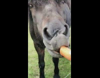 Black horse long hair eating carrot