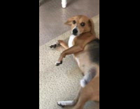 brown dog spinning in circles 