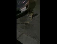 Guy delivering food sees stray kitten street  