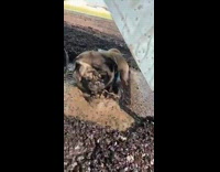 Pug plays in dirty water 