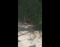 Brown chicken crosses road to drink puddle 