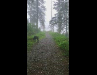 Collab DailyDoseOfInternet - Filmer hikes with black pet dog foggy forest