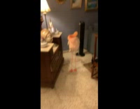 Collab BitchMP - Pink flamingo inside of house 