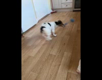 Dog spin around wave blue ball toy