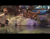 Two guys jump in fish tank store