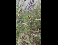 Praying Mantis eats a butterfly on the flower field 