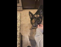 Two dogs get fed fake treats 