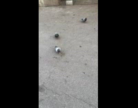 Pigeon puffs chest feathers to another pigeon on the street