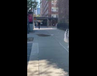 Swarm of bees on the sidewalk ground