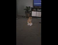 Collab Clips mpugc - Orange cat on white bag looking around