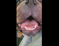 Dog looks like it has eyes in throat