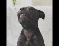 MUSIC Black dog with teeth out moving head left and right