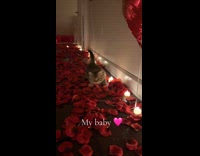 Kitten catches rose petals scattered on floor