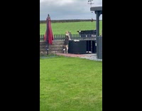 Dog stand near fence bark at cow